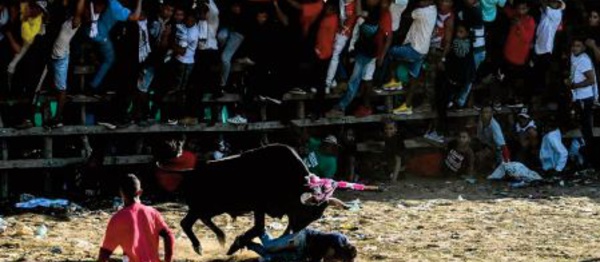 En Colombie, menaces sur les traditionnels jeux taurins