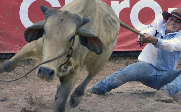 En Colombie, le Mondial de coleo, où l'art de faire chuter le taureau