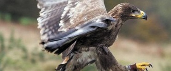 L'aigle rabaisse ses ailes face aux turbulences, une idée à creuser pour l'aéronautique