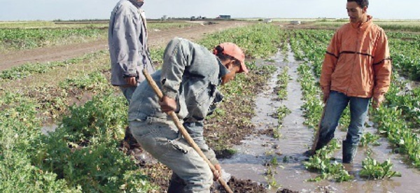 L’avenir du Maroc est dans les coopératives agricoles