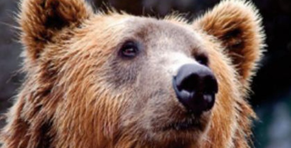 Le corps d’un ours vieux de 3.400 ans, conservé dans le permafrost, a enfin été autopsié
