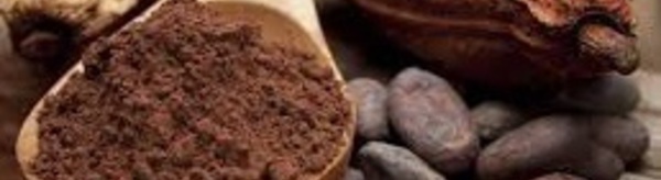 ​Les flavanols de cacao pourraient freiner  le déclin cognitif