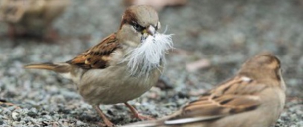 L'Europe a perdu  421 millions  d'oiseaux en 30 ans