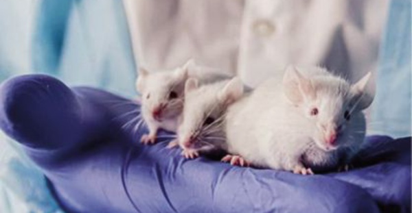 "Révolutionnaire": Des scientifiques créent une souris issue de deux pères