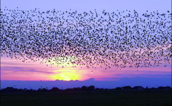 Les oiseaux ont un sixième sens qui leur permet de fuir avant les tempêtes