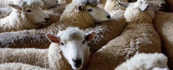 La Nouvelle-Zélande compte moins de cinq moutons par habitant