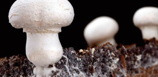 Contre la pollution, la piste des champignons mangeurs de plastique