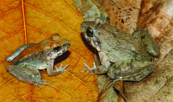 Découverte d'une première grenouille à avoir accouché de têtards