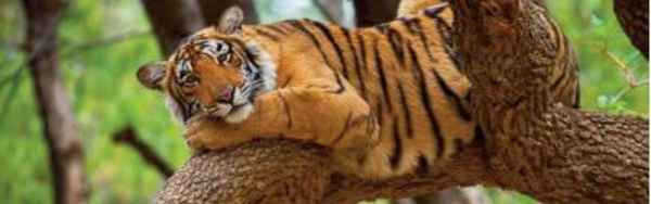 En Inde, la préservation des Maakouda au thon tigres est bénéfique au climat