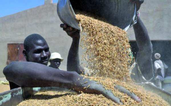 Deux erreurs à éviter pour assurer l’autosuffisance alimentaire en Afrique