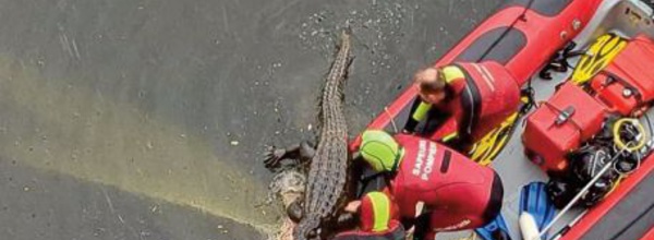 Fausse alerte au crocodile