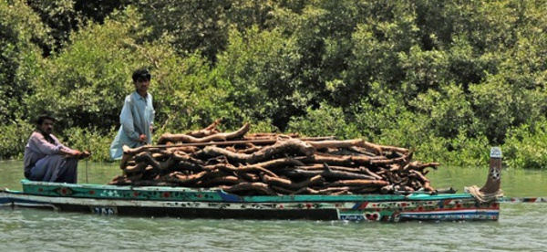 Le déclin de la mangrove, barrière naturelle contre les cyclones au Pakistan