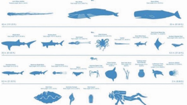 Quelle taille mesurent réellement les géants des mers ?