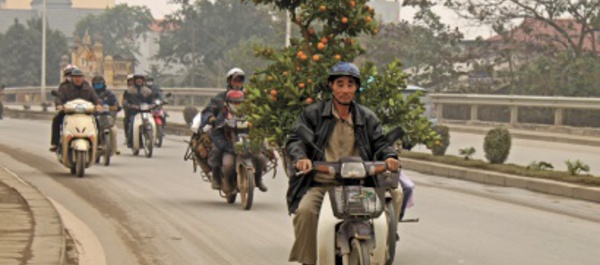 ​Au Vietnam, même les kumquats du Nouvel An sont victimes des pesticides