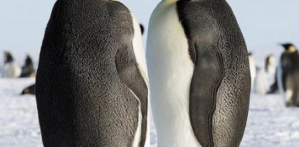 A l'ère glaciaire, les manchots d'Antarctique ont souffert du froid