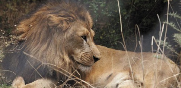 ​Le lion abyssinien d'Ethiopie menacé par la destruction de son habitat