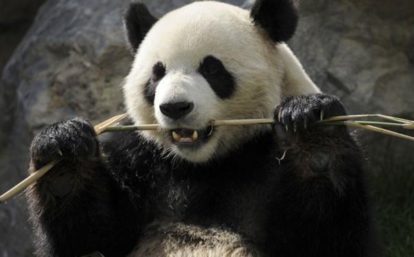 Insolite : Quand les pandas  attaquent