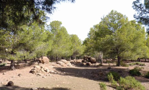 ​Reconstitution des forêts naturelles et lutte contre la désertification