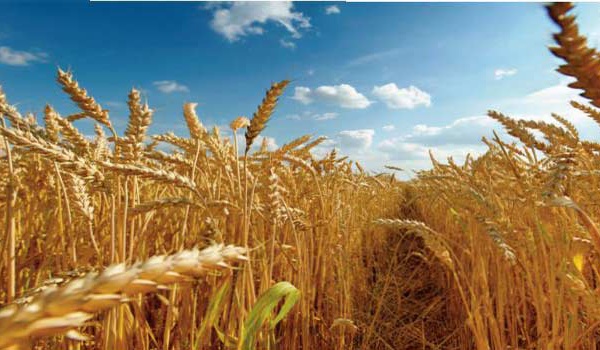 Révision à la hausse des prévisions de la production mondiale de céréales en 2023