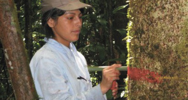 Surmortalité des arbres en Amazonie