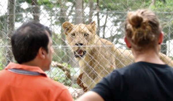 Les nouveaux lions, symbole de l'après-crise au zoo d'Abidjan