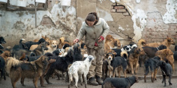 ​Sasa, le chômeur serbe aux 450 chiens