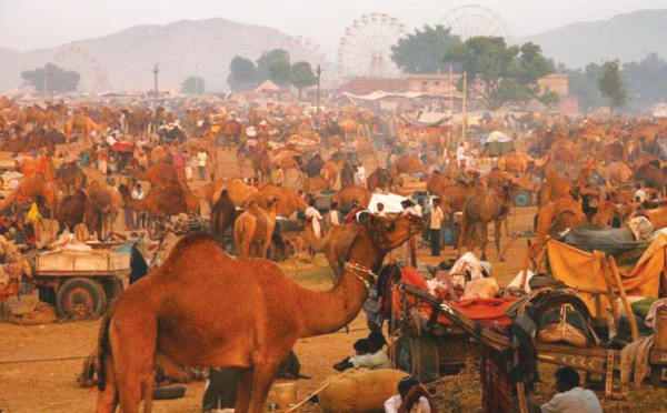 Les festivals à voir une fois dans sa vie : Foire aux chameaux de Pushkar (Inde)