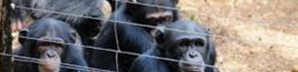 ​Près de Freetown, la réouverture de la réserve des chimpanzés  annonce la fin d’Ebola