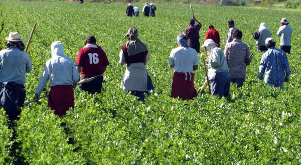 Des centaines de travailleurs marocains tentés par un Click Day à l’italienne