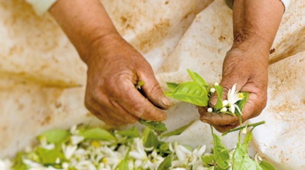 ​La distillation des fleurs d'oranger, un art ancestral qui se perpétue