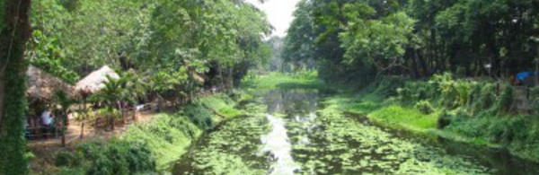 Une forêt tropicale  foisonne à Manille entre  dépotoir et bidonville