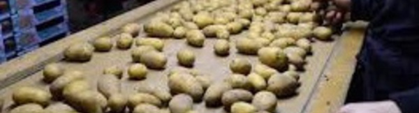 ​Aux Pays-Bas, des patates au sel contre la faim dans le monde