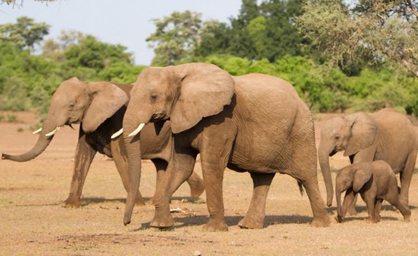 ​Les éléphants du Botswana, ressource pour les uns, nuisance pour les autres