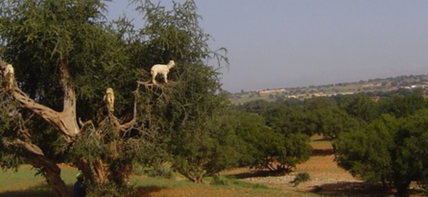 ​Une quinquagénaire se donne la mort à Essaouira