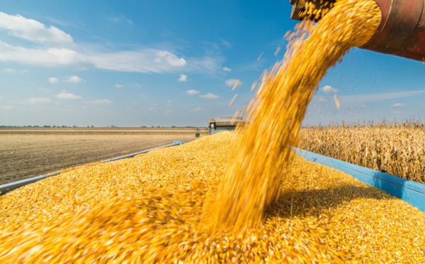 ONICL : Mise en place d'un mécanisme de soutien à la constitution d'un stock de blé tendre