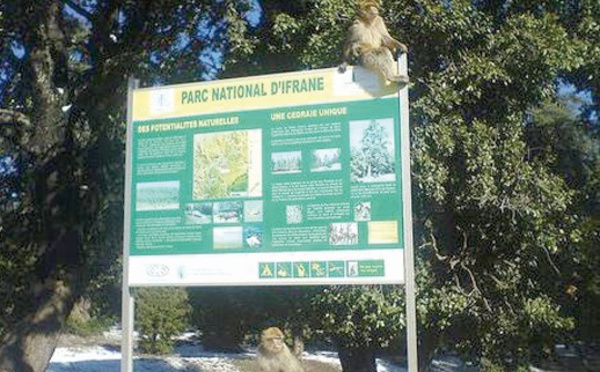 Des élèves en chasse au trésor  au Parc national d'Ifrane