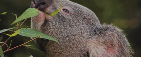 ​Déclaration du koala espèce vulnérable