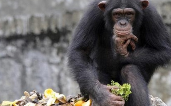 ​Les chimpanzés, apprentis cuisiniers sans fourneaux