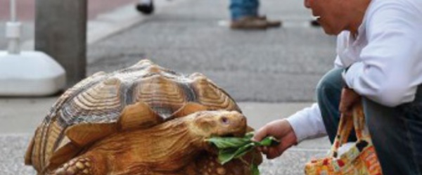 Insolite :  Le croque-mort et la tortue