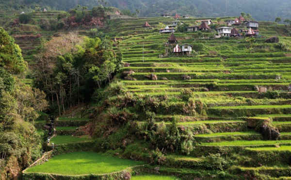 ​Les rizières en terrasses des Philippines face aux périls de la modernité