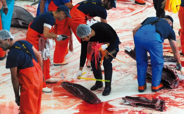 ​Le thon rouge des madragues ancestrales d'Espagne, régal des gourmets japonais