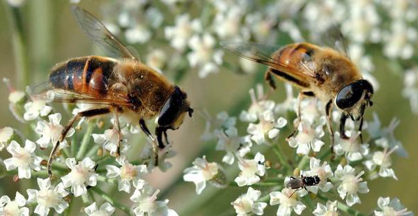 La disparition des abeilles pourrait causer plus d'un million de morts par an dans le monde