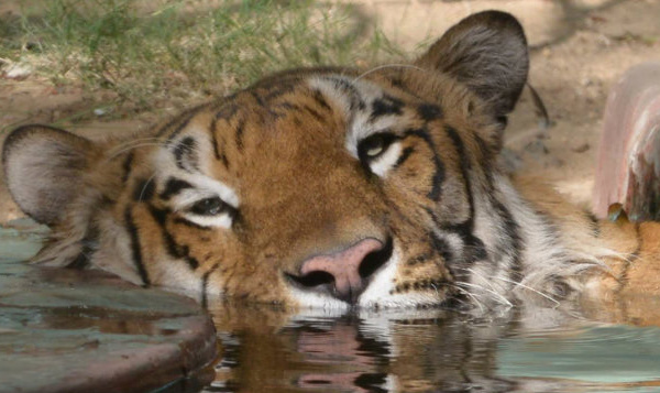 Le tigre se meurt dans la plus vaste mangrove de la planète