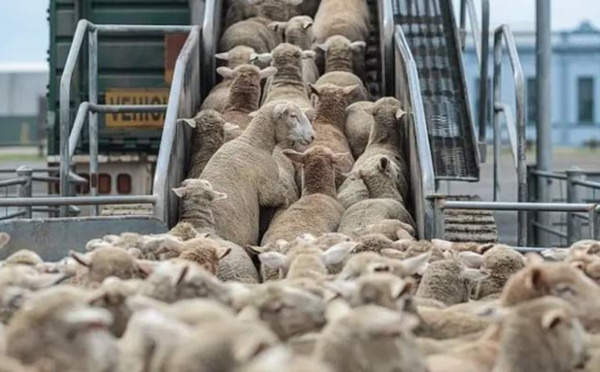 Moutons subventionnés. Spéculateurs engraissés, consommateurs plumés