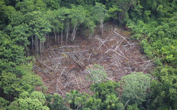 L'Amazonie grignotée par  la ruée vers l'or clandestine