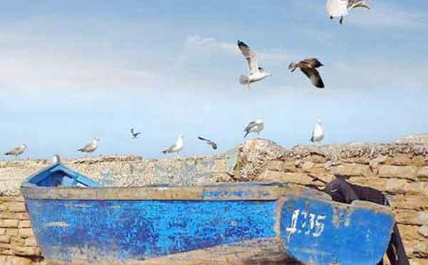 Les goélands et mouettes, ces oiseaux marins qui embellissent le ciel d'Essaouira
