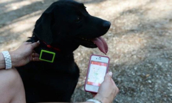 Chiens et chats sous surveillance avec des objets connectés