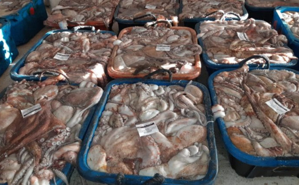 Pêche du poulpe: Plus de 6.646 T débarquées à Laâyoune-Sakia El Hamra
