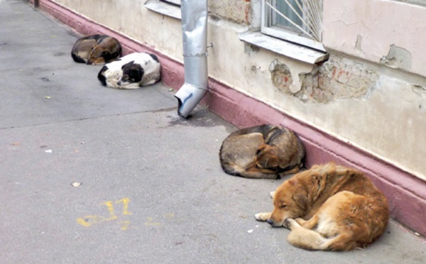 Les chiens errants, un problème persistant à Casablanca