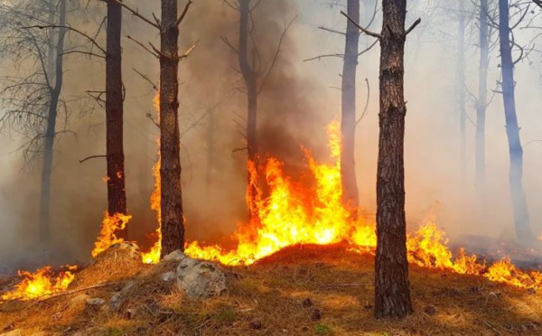 Incendies de forêt. Risque “moyen” à “extrême” dans plusieurs provinces